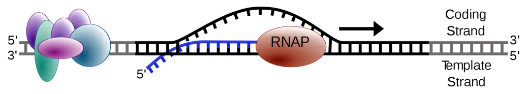 An enzyme binds to the promoter region of DNA. Once the enzyme has recognized and bound to the promoter region, RNA polymerase II will begin to separate the strands and add RNA nucleotides complementary to the template strand, creating a 5' to 3' mRNA strand.