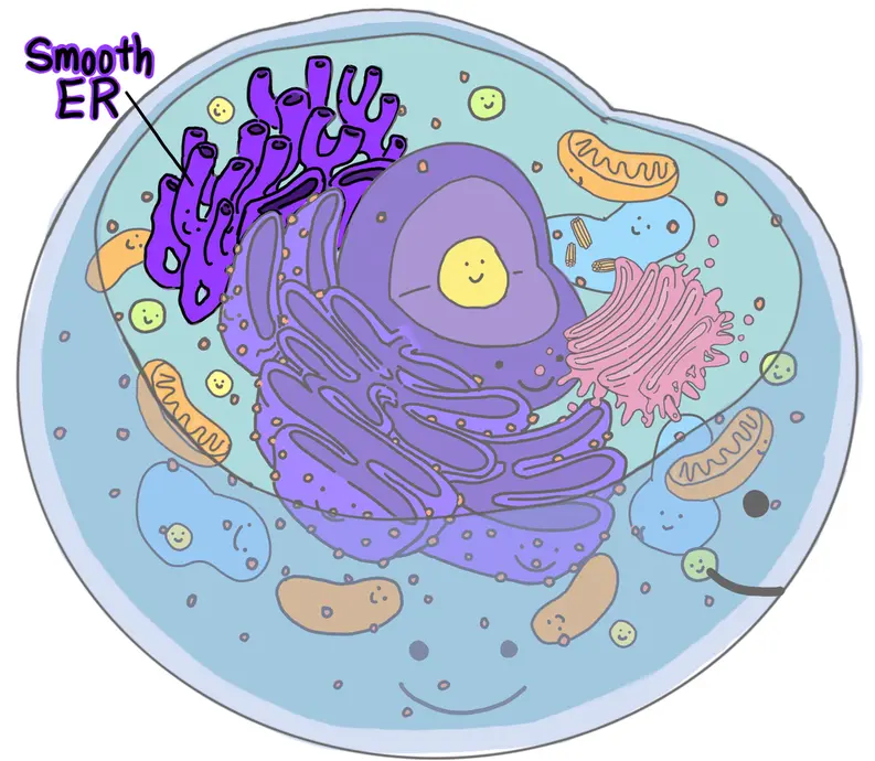 This is a cartoon image showing a smooth endoplasmic reticulum inside of a cell.