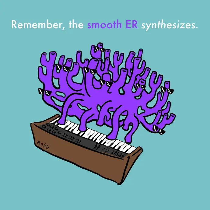 This is a cartoon illustration of a smooth endoplasmic reticulum wearing sunglasses and playing a synthesizer keyboard. The image text reads: Remember: the smooth ER synthesizes.