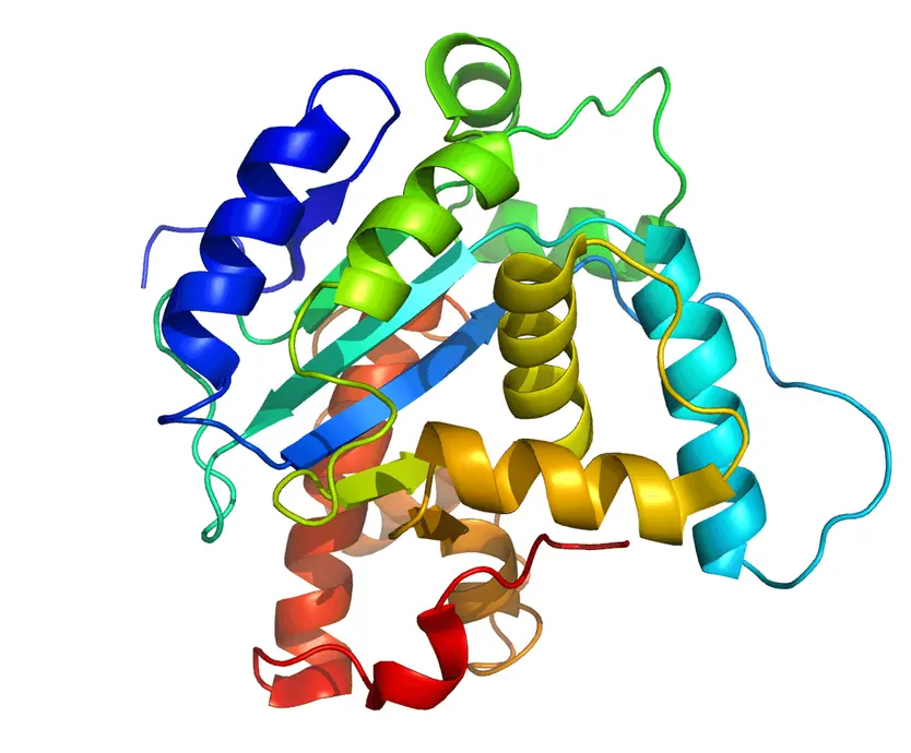 Amino acids are the monomers of proteins. They are the primary structure.