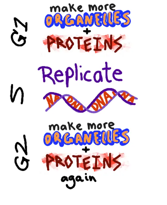 The image shows stage G1, where the cell makes more organelles and proteins; stage S, where DNA replicates; and stage G2, where the cell continues to make more organelles and proteins.