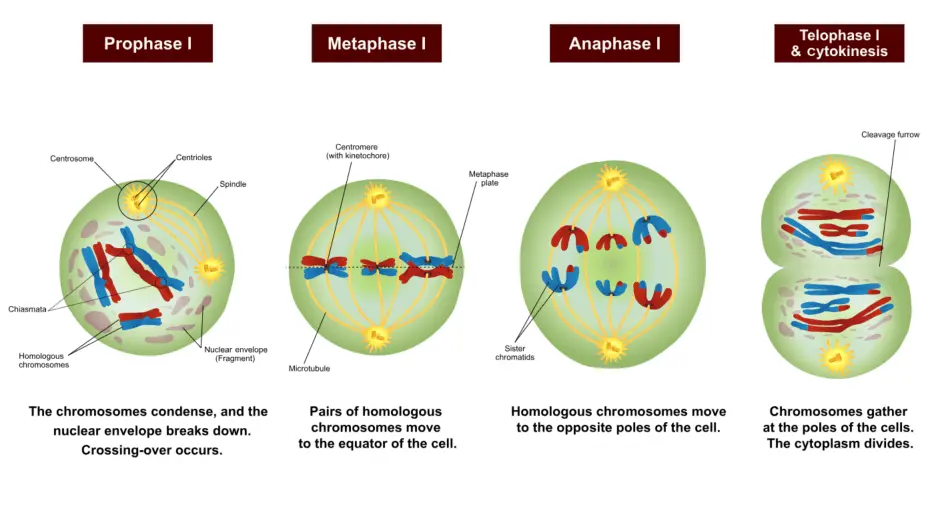 During prophase 1, the chromosomes condense, and the nuclear envelope breaks down. Crossing-over occurs. During metaphase 1, pairs of homologous chromosomes move to the equator of the cell. During anaphase 1, homologous chromosomes move to the opposite poles of the cell. Finally, during telophase 1 and cytokinesis, chromosomes gather at the poles of the cells. The cytoplasm divides.