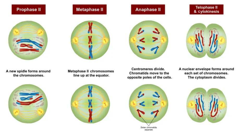 The next step is meiosis 2. During prophase 2, a new spindle forms around the chromosomes. During metaphase 2, the chromosomes line up at the equator. During anaphase 2, centromeres divide. The chromatids move to opposite poles of the cells. Finally, during telophase 2 and cytokinesis, a nuclear envelope forms around each set of chromosomes. The cytoplasm divides.