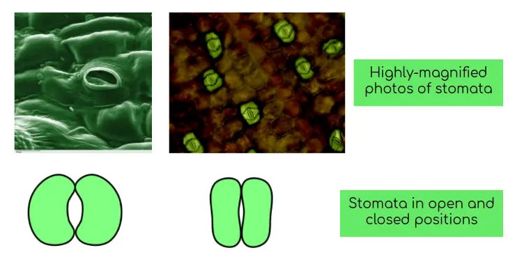 Stomata open and close on the surface of leaves.