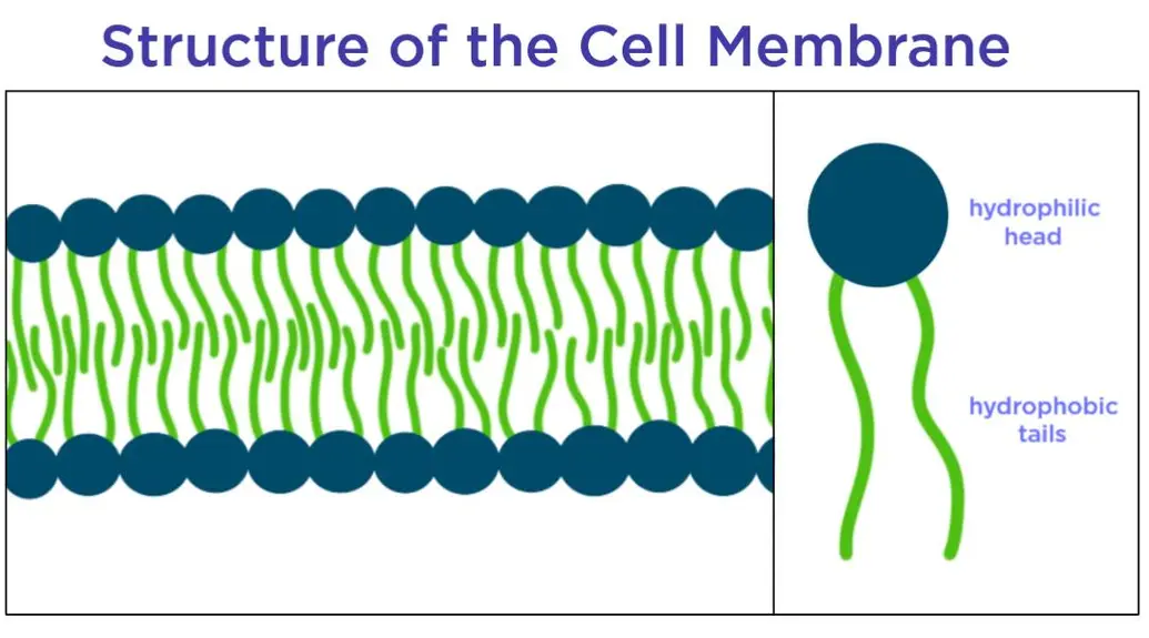 The cell membrane is a phospholipid bilayer. It is made of two layers of phospholipids. Each one has a hydrophilic part and a hydrophobic part.
