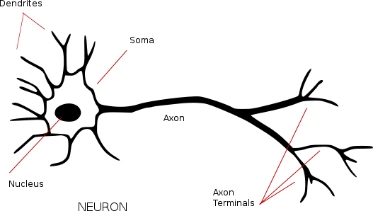 Image of a neuron, showing the canonical structure and long projecting axon ending in axon terminals.