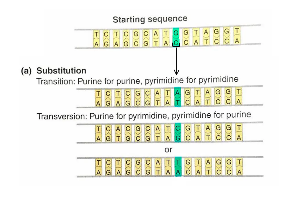 An example of a substitution mutation. The starting sequence is G pairing with C. In a transition, which is when a purine is swapped for a purine, or a pyrimidine is swapped for a pyrimidine, it becomes A-T. In a transversion, where a purine is swapped for a pyrimidine, or a pyrimidine is swapped for a purine, it becomes C-G or T-A.