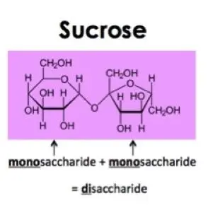The image shows the chemical structure of sucrose. Monosaccharide + monosaccharide = disaccharide