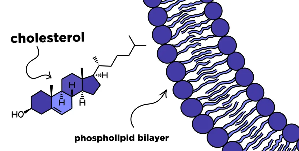 The structure of cholesterol and the phospholipid bilayer