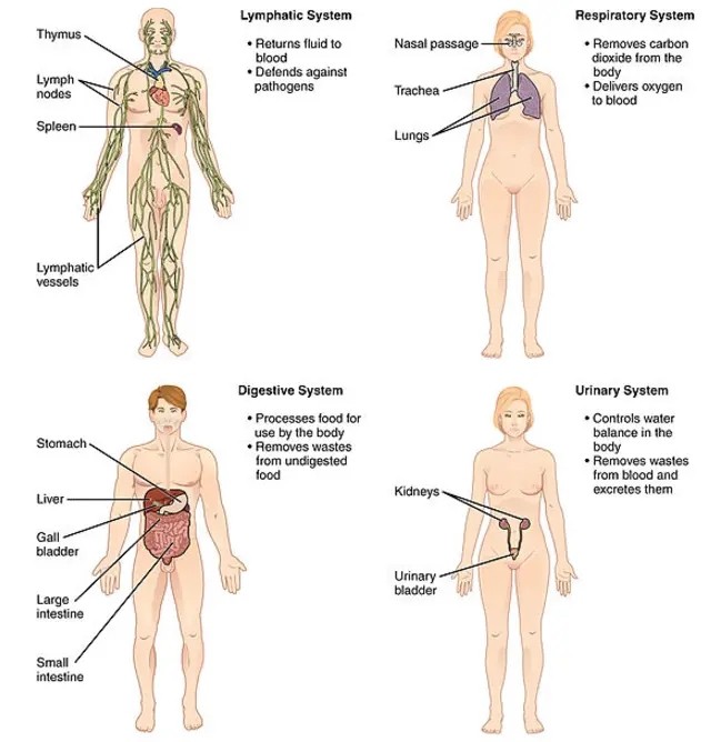 The lymphatic system returns fluid to the blood and defends against pathogens. The respiratory system removes carbon dioxide from the body. The digestive system processes food for use by the body and removes wastes from undigested food. The urinary system controls the water balance in the body and removes waste from blood and excretes them.