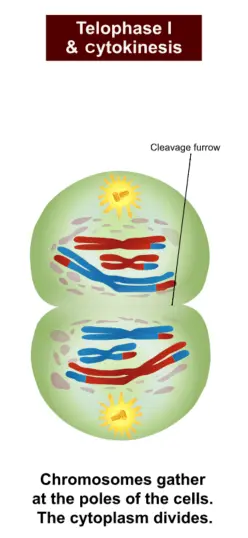During telophase I, the cell membrane constricts. Chromosomes are surrounded by the nuclear material.