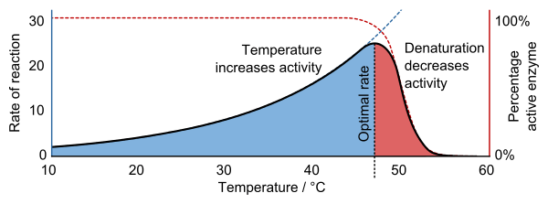 Increasing the amount of substrate in a reaction will increase the rate of the reaction because the enzyme runs into more and more substrate. The rate of reaction will increase until it reaches its **saturation point**.