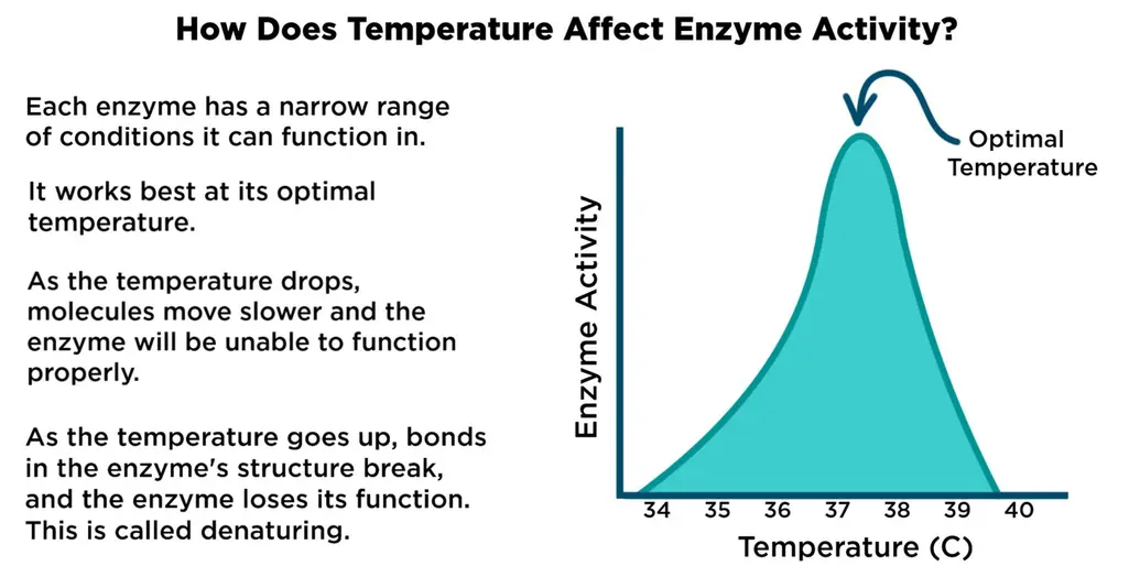 How does temperature affect enzyme activity? Each enzyme has a narrow range of conditions it can function in. It works best at its optimal temperature. As the temperature drops, molecules move slower and the enzyme will be unable to function properly. As the temperature goes up, bonds in the enzyme's structure break, and the enzyme loses its function. This is called denaturing.