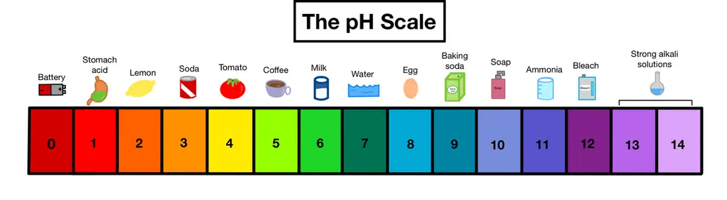 Image showing the pH scale and examples of solutions with specific pH's. 0-6 is acidic, 7 is neutral, and 8-14 pH's are basic/alkaline