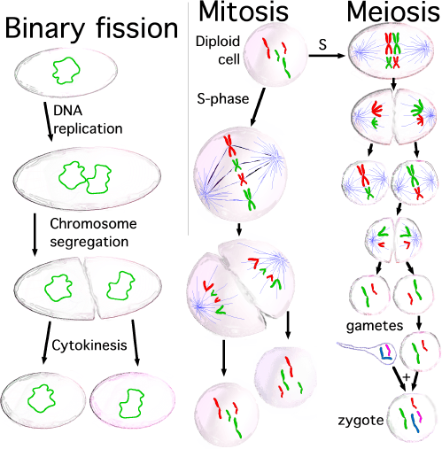 There are three common kinds of cellular reproduction. Binary fission is used by prokaryotes and is a type of asexual reproduction, the offspring only has one parent. Mitosis and meiosis are common in eukaryotes. Mitosis requires one parent cell while meiosis involves two parent cells.