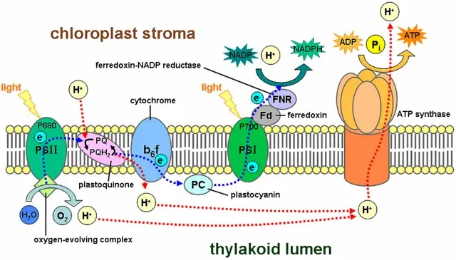 Photosynthesis involves many processes happening across the thylakoid membrane.