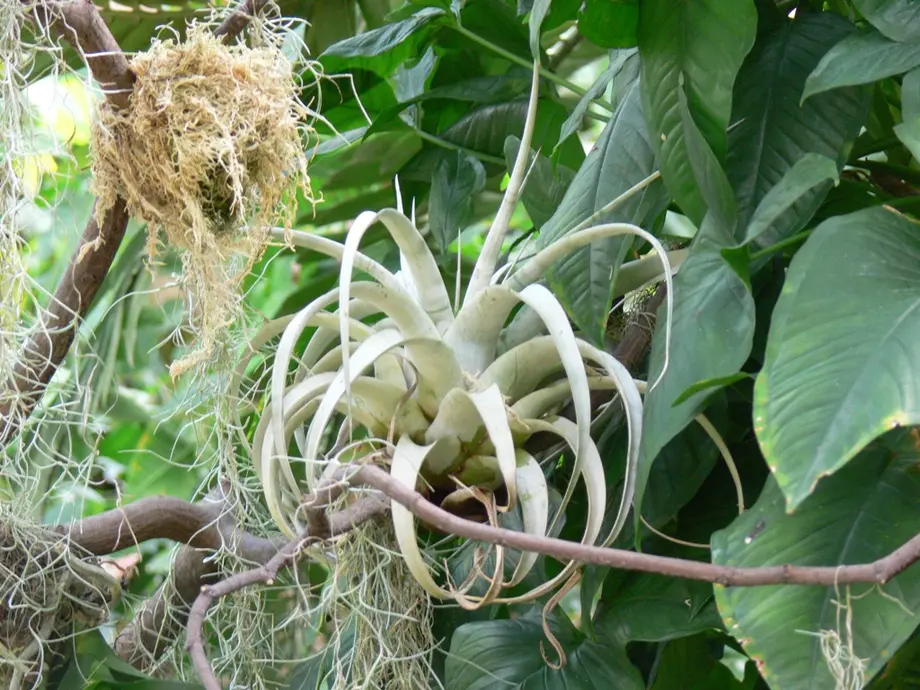 An epiphytic air plant rests snugly in the crook of a tree.
