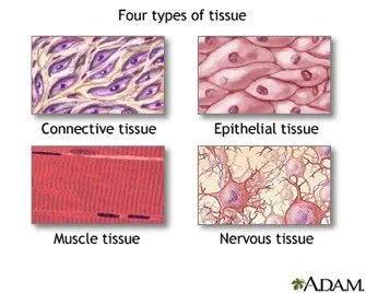 There are four types of tissues: epithelial, connective, nervous, muscle