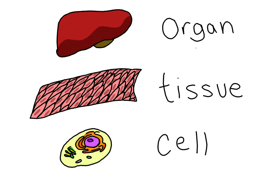 The image shows a single cell under a pink section of tissue under the liver organ.