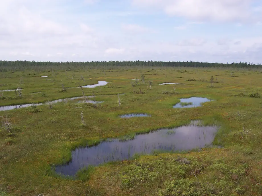 A wetland with vegetation surrounding it