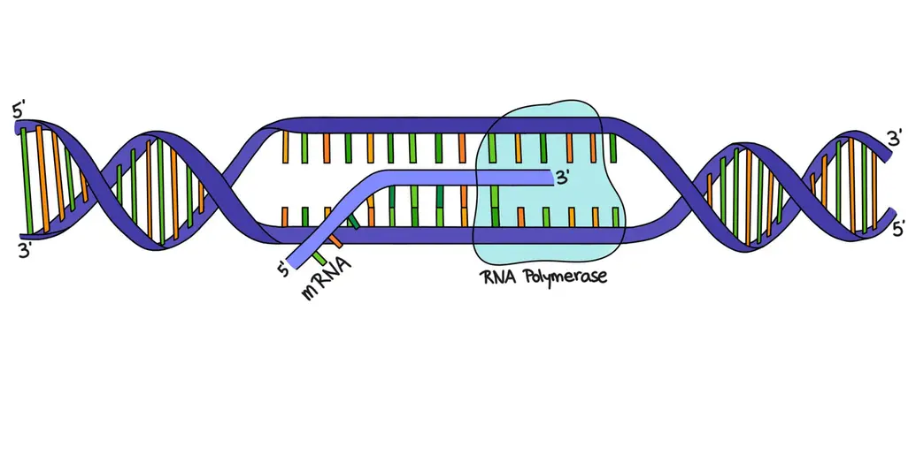 DNA transcription