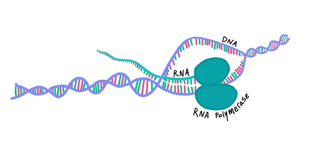 This is an illustration of transcription. RNA polymerase is creating an RNA strand that is complementary to DNA. DNA's double helix structure has come undone where RNA polymerase has formed a transcription bubble.