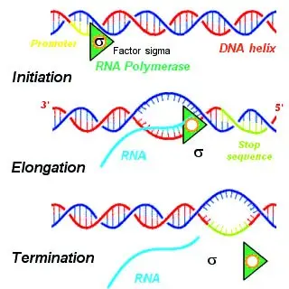 Diagram of transcription showing the processes of initiation, elongation, and termination