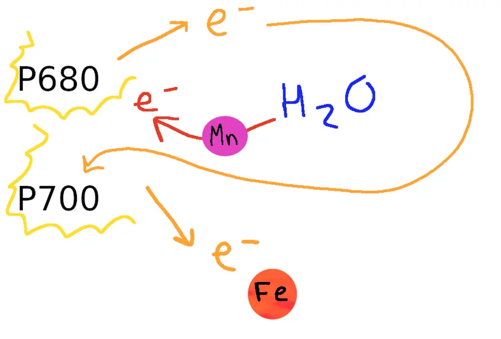 The image shows the chemical processes that change sunlight energy into energy that is usable by the plant cell.
