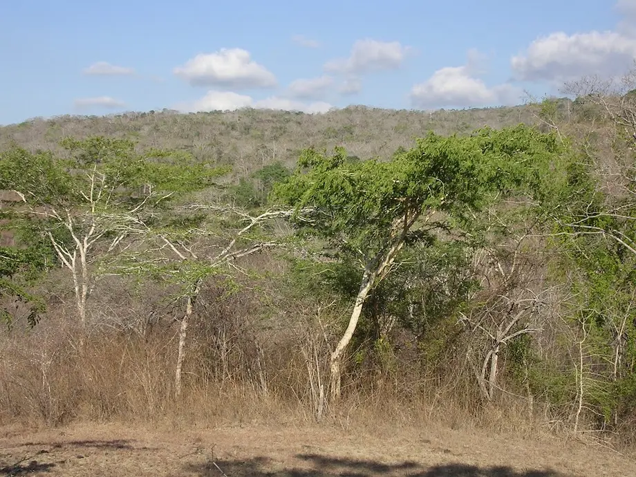 A picture of a tropical dry forest