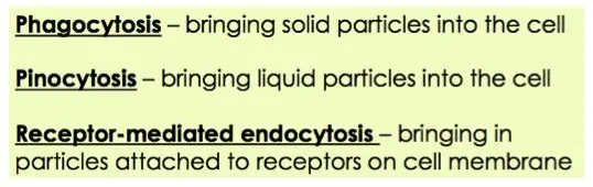 Phagocytosis: Bringing solid particles into the cell. Pinocytosis: Bringing liquid particles into the cell. Receptor-mediated endocytosis: Bringing in particles attached to receptors on the cell membrane.