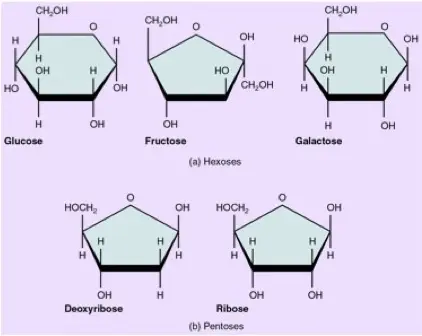Glucose, fructose, galactose, deoxyribose, and ribose are all types of monosaccharides.