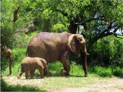 An adult elephant with its calf.