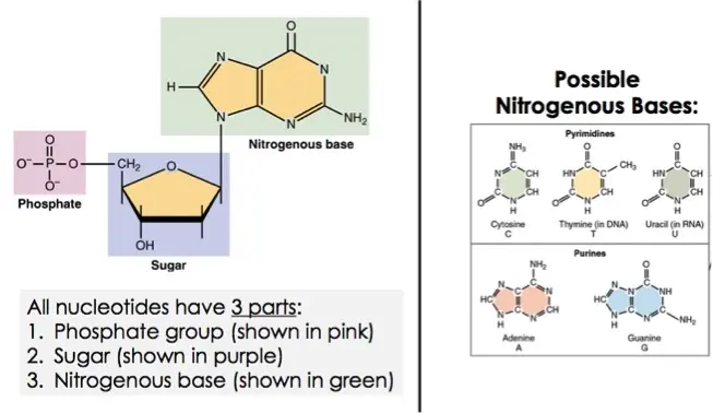 All nucleotides have three parts: (1) Phosphate group made of a phosphorous atom bonded to four oxygen atoms, (2) a five carbon sugar called pentose, (3) a nitrogenous base. There are five types of nitrogenous base possible; they are divided into two groups. The pyrimidines are cytosine, thymine (in DNA), and uracil (in RNA). The purines adenine and guanine are found in both DNA and RNA.