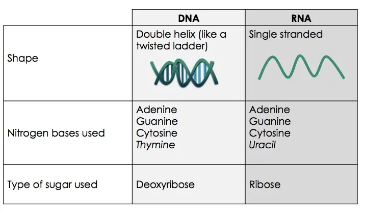 DNA has a double helix shape that looks like a twisted ladder, while RNA is single-stranded. DNA has the nitrogenous bases adenine, guanine, cytosine, and thymine. In RNA, thymine is replaced with uracil. DNA contains the sugar deoxyribose, while RNA has ribose. That's where they get their names.