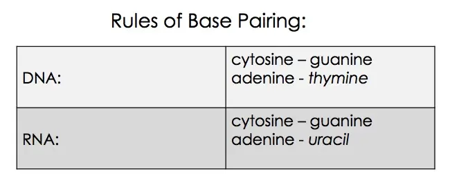 Cytosine always pairs with guanine. Always. In DNA, adenine pairs with thymine. In RNA, adenine bonds with uracil.