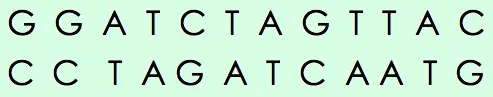 The base pair sequence G and C, G and C, A and T, T and A, C and G, T and A, A and T, G and C.