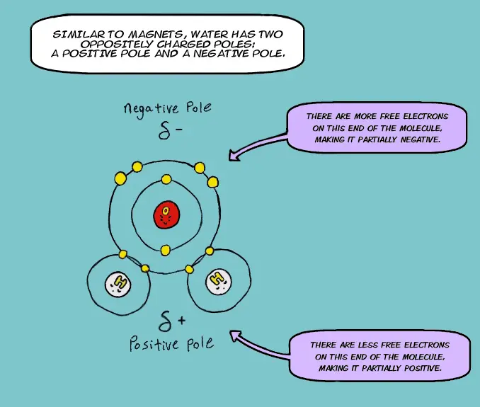 This is the next panel in a comic strip explaining the properties of water. The image shows the molecular structure of water. Water is made up of one oxygen bonded to two hydrogen atoms. The text reads: Similar to magnets, water has two oppositely charged poles: a positive pole and a negative pole. There are more free electrons on the oxygen end of the molecule, making it partially negative. There are less free electrons on the hydrogen end of the molecule, making it partially positive.