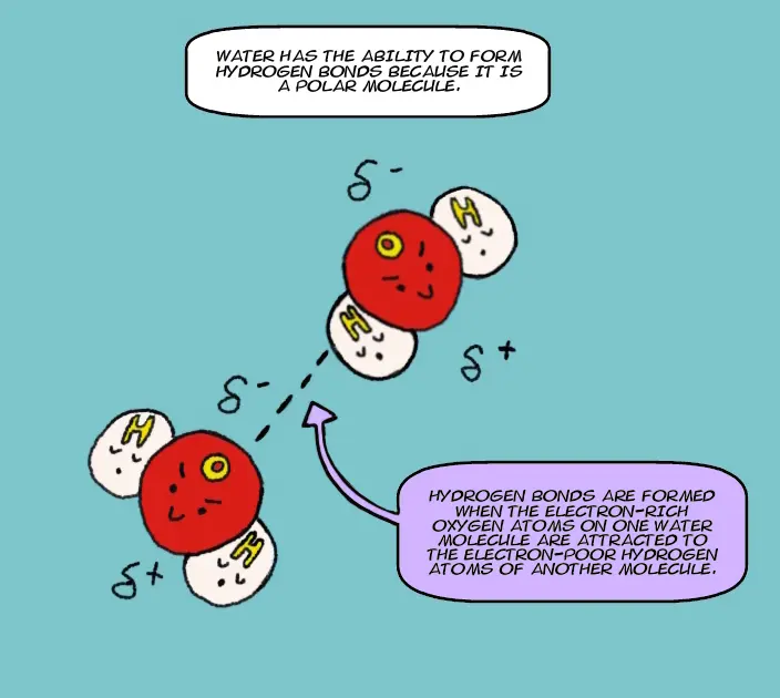 This is the next panel in a comic strip explaining the properties of water. The image shows two water molecules and how they are able to hydrogen bond. The text reads: water has the ability to form hydrogen bonds because it is a polar molecule. Hydrogen bonds are formed when the electron-rich oxygen atoms on one water molecule are attracted to the electron-poor hydrogen atoms of another molecule.