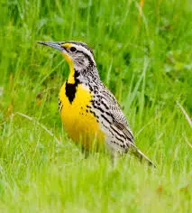 A photo of a western meadowlark, a small, yellow bird with white and black stripes. The western meadowlark looks almost identical to the eastern meadowlark.