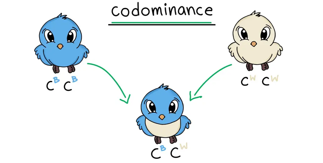 A diagram showing an example of codominance. A homozygous blue bird mates with a homozygous white bird. Their offspring is a bird with patches of blue and white.