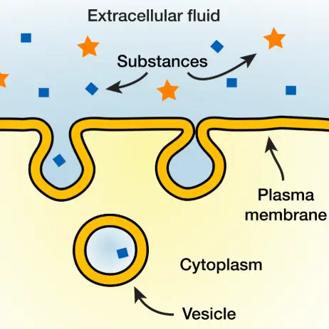Endocytosis brings substances inside the cell.