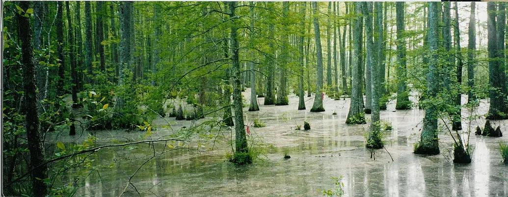 A swamp is a wetland with many trees.