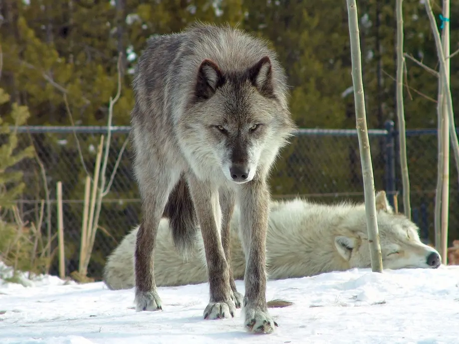 A gray wolf