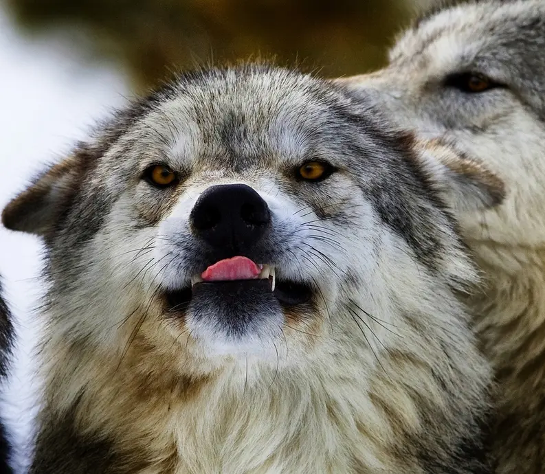 A silly-looking wolf