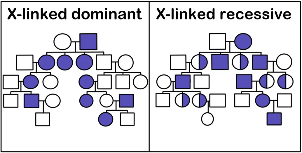 A pedigree for an X-linked dominant trait. An affected father and unaffected mother have three affected daughters and one unaffected son. One of the affected daughters has two kids with an unaffected man. The kids are one affected daughter and one unaffected daughter. The affected girl has one affected son and one unaffected son with an unaffected man. The affected child has an unaffected son with an unaffected woman. The unaffected son of the original couple has two unaffected sons and one unaffected daughter with an unaffected woman. One of the unaffected sons has children with an affected woman. The kids are one affected daughter and one unaffected daughter. The unaffected daughter has one affected daughter and one unaffected son with an affected man. In an X-linked recessive pedigree, an unaffected man has kids with an affected woman. They have two affected sons and two daughters who are not affected but carry the gene for the trait. One of the daughters has one affected son and one unaffected son with an unaffected man. The affected son has children with an unaffected woman. Their kids are one unaffected son and two unaffected daughters who are carriers. One of those daughters has an unaffected daughter with an unaffected man. One of the affected sons from the original couple has children with an unaffected woman. They have two daughters who are unaffected but carry the gene. One of those daughters has kids with an affected man. They have an unaffected son and an affected daughter. The daughter has one affected son with an unaffected man.
