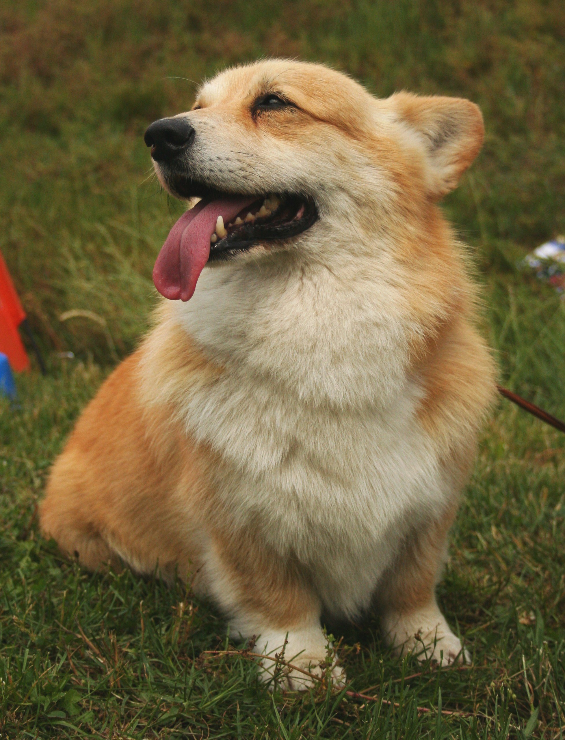 A corgi.