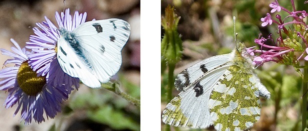 Two butterflies