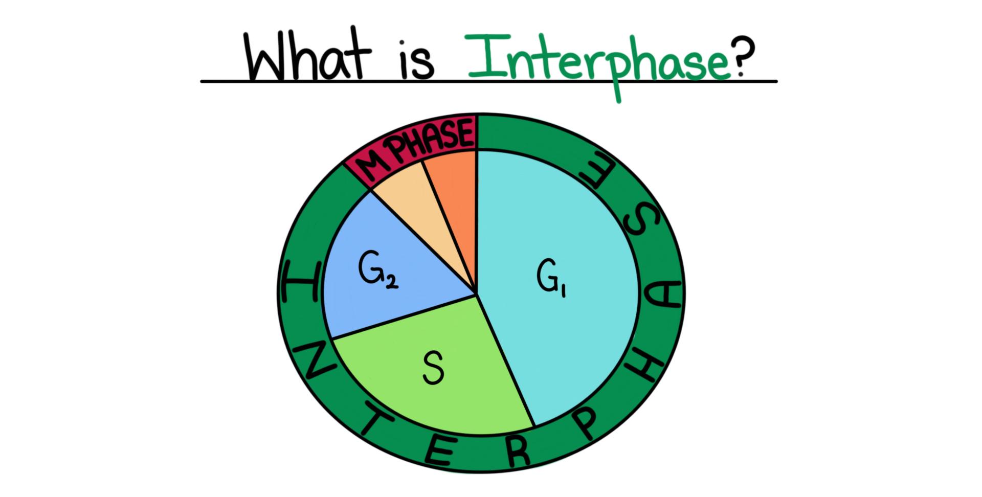 What Is Interphase Overview Diagrams Expii