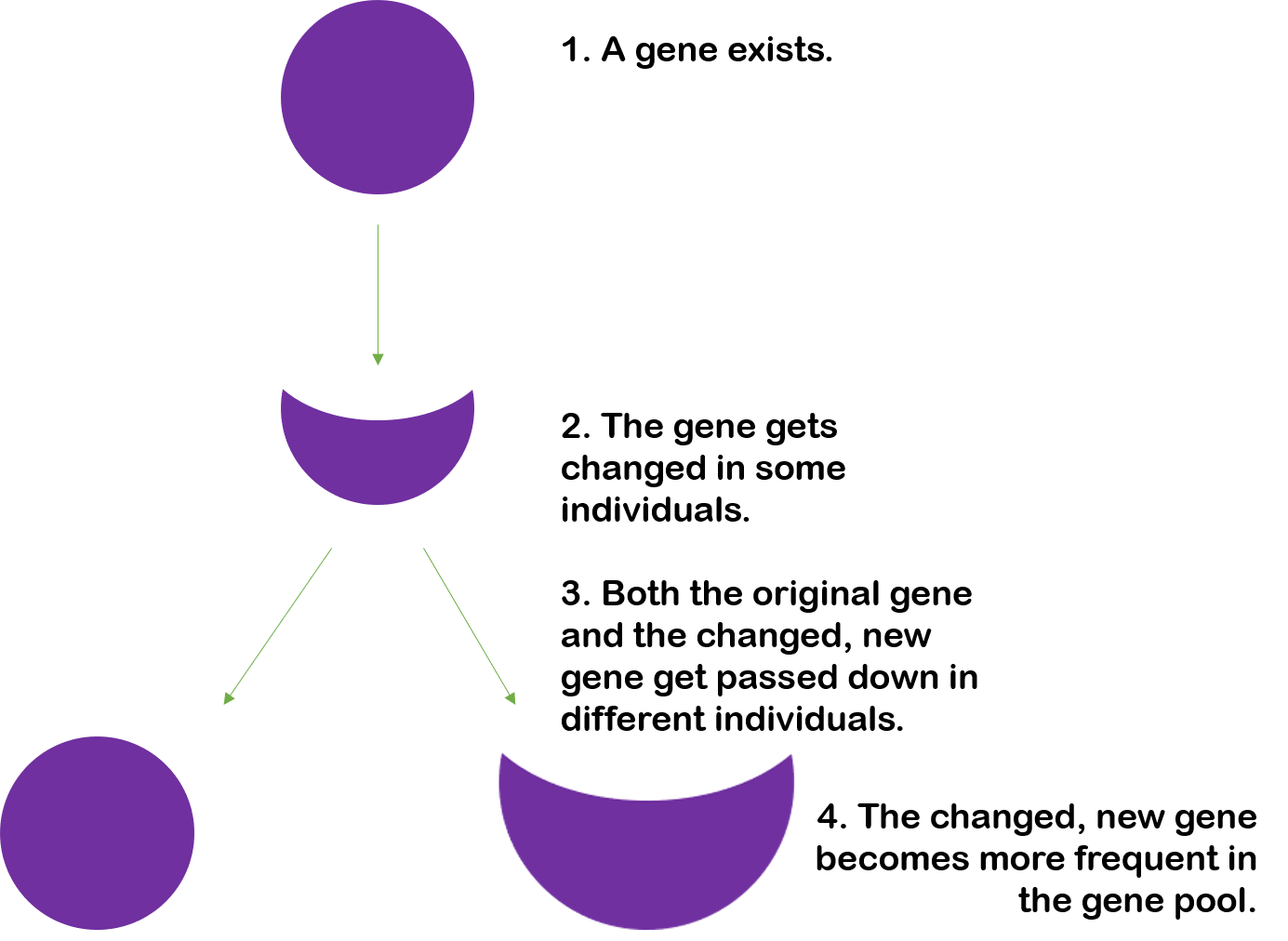 1. A gene exists.  2. The gene gets changed in some individuals. 3. Both the original gene and the changed, new gene get passed down in different individuals. 4. The changed, new gene becomes more frequent in the gene pool.