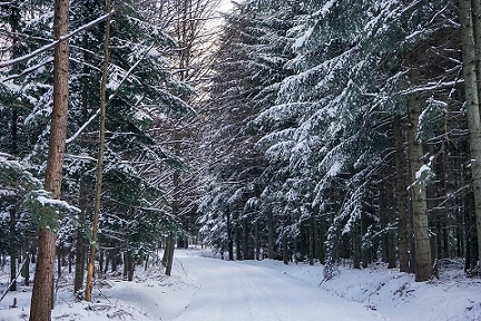 Picture of a coniferous forest covered in snow.